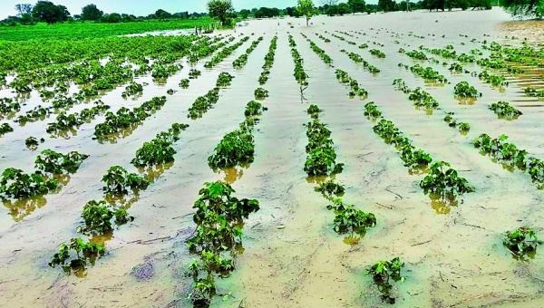 INFORMACJA o szacowaniu strat w gospodarstwach rolnych wywołanych przez deszcz
